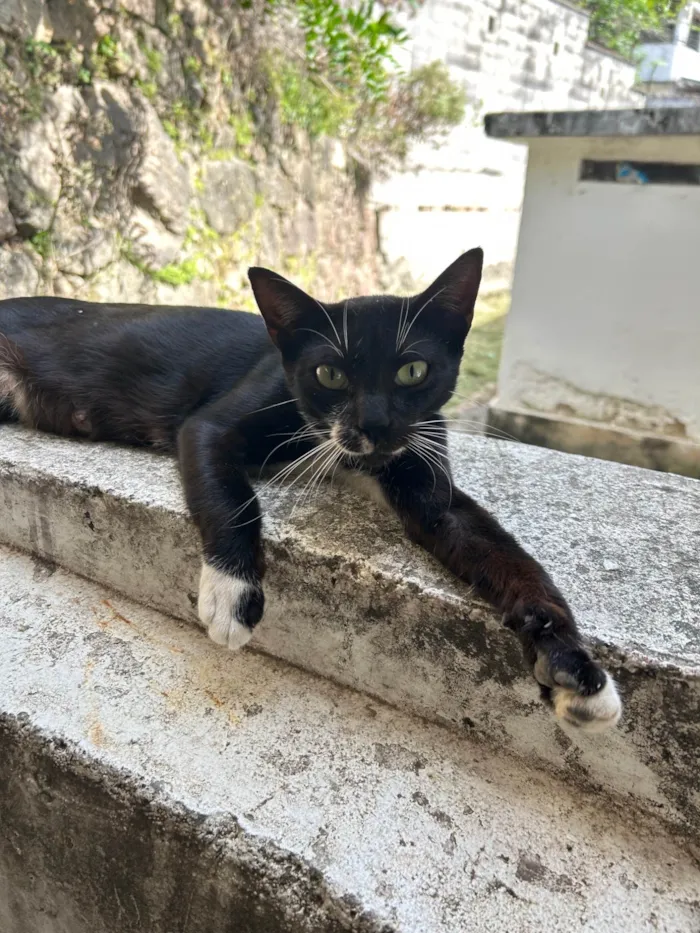 Gato ra a SRD-ViraLata idade 1 ano nome Manchinha 