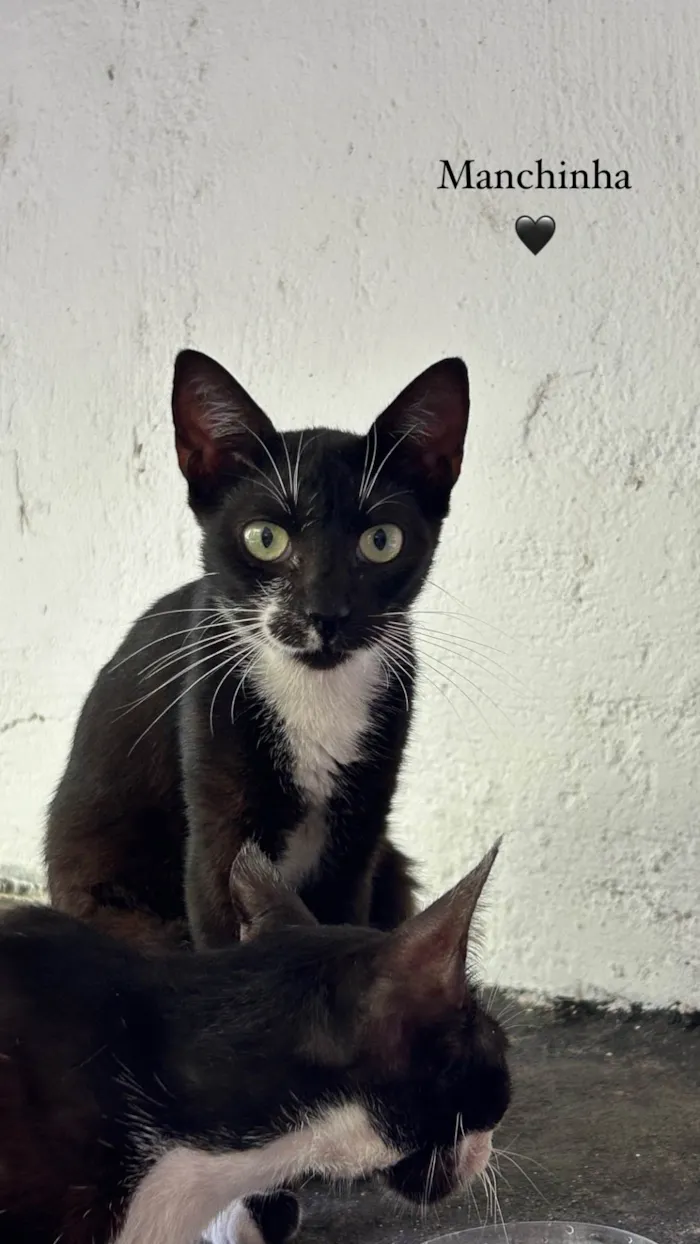 Gato ra a SRD-ViraLata idade 1 ano nome Manchinha 