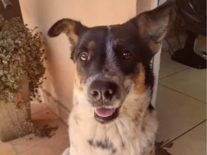 Cachorro raça SRD-ViraLata idade 4 anos nome Cigana