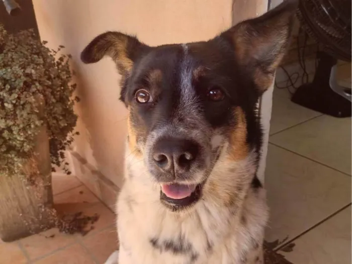 Cachorro ra a SRD-ViraLata idade 4 anos nome Cigana