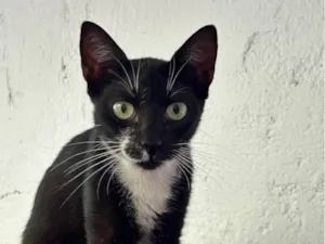Gato raça SRD-ViraLata idade 1 ano nome Manchinha 