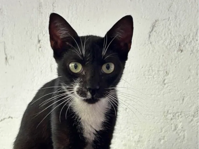 Gato ra a SRD-ViraLata idade 1 ano nome Manchinha 