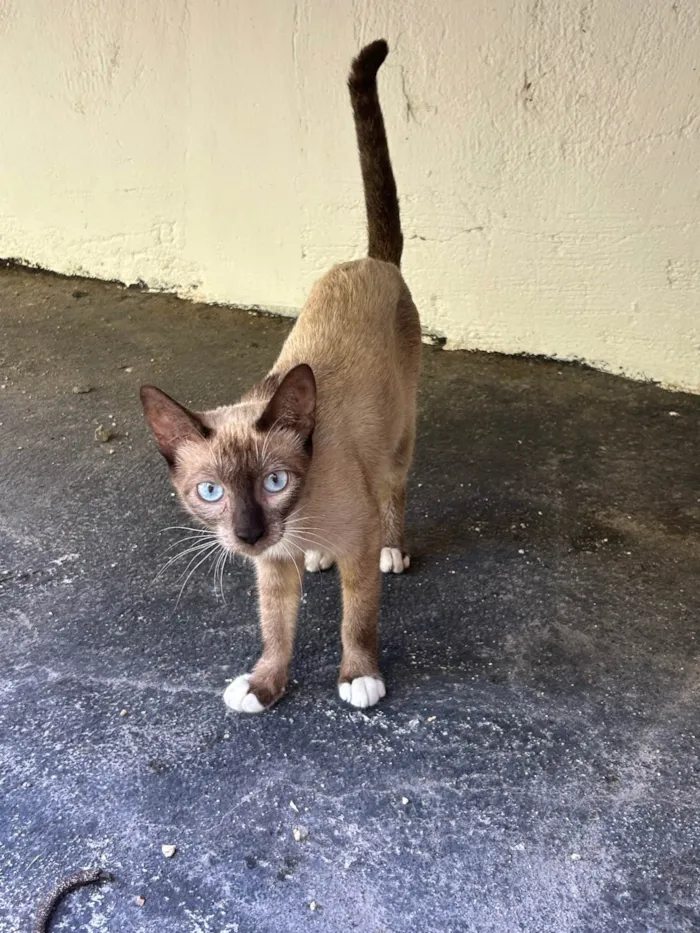 Gato ra a Siamês idade 1 ano nome Siamesa 