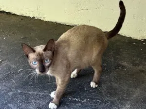 Gato raça Siamês idade 1 ano nome Siamesa 