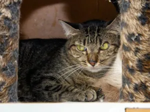 Gato raça SRD-ViraLata idade 6 ou mais anos nome Heather