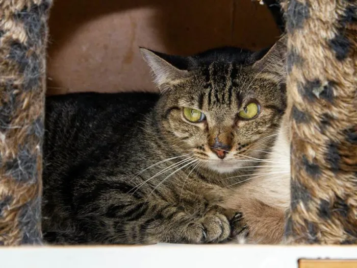 Gato ra a SRD-ViraLata idade 6 ou mais anos nome Heather