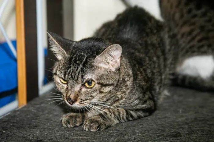 Gato ra a SRD-ViraLata idade 6 ou mais anos nome Heather