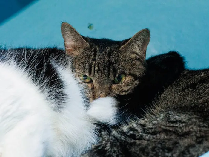 Gato ra a SRD-ViraLata idade 6 ou mais anos nome Heather
