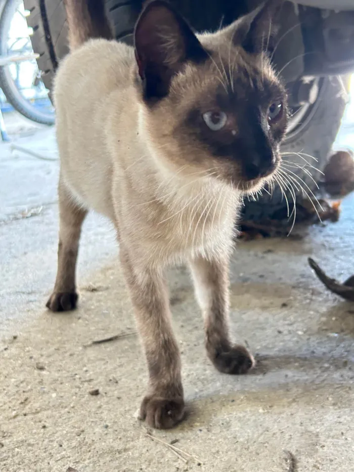 Gato ra a Siamês idade 7 a 11 meses nome Cirilo 