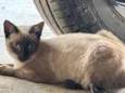Cirilo 