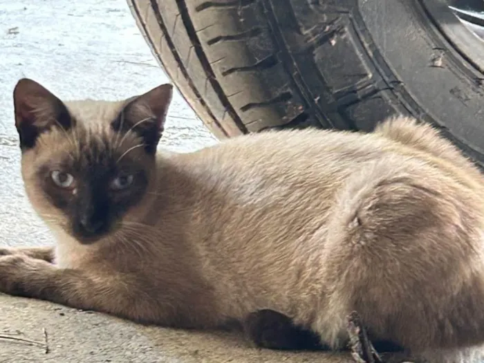 Gato ra a Siamês idade 7 a 11 meses nome Cirilo 