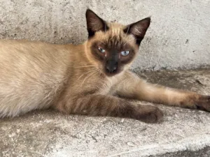 Gato raça Siamês idade 7 a 11 meses nome Cirilo 