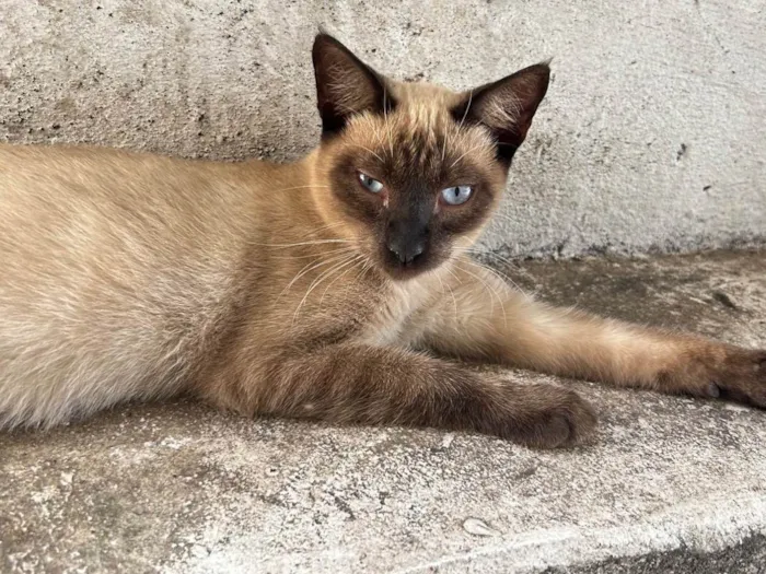Gato ra a Siamês idade 7 a 11 meses nome Cirilo 
