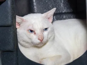 Gato raça SRD-ViraLata idade 5 anos nome Jethro