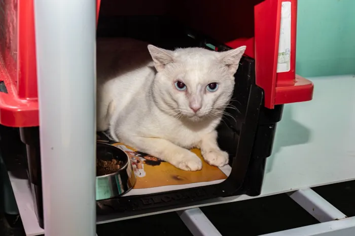 Gato ra a SRD-ViraLata idade 5 anos nome Jethro