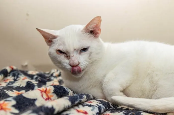 Gato ra a SRD-ViraLata idade 5 anos nome Jethro