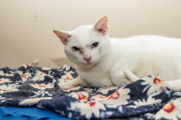 Gato ra a SRD-ViraLata idade 5 anos nome Jethro