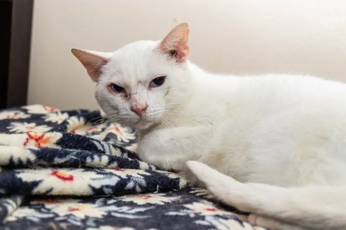 Gato ra a SRD-ViraLata idade 5 anos nome Jethro