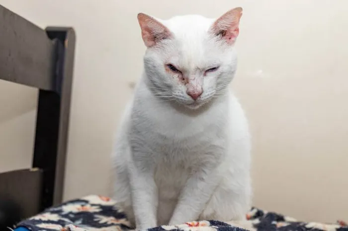 Gato ra a SRD-ViraLata idade 5 anos nome Jethro