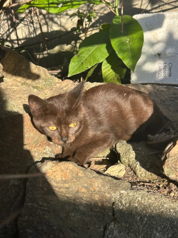 Gato ra a SRD-ViraLata idade 2 a 6 meses nome Brownie