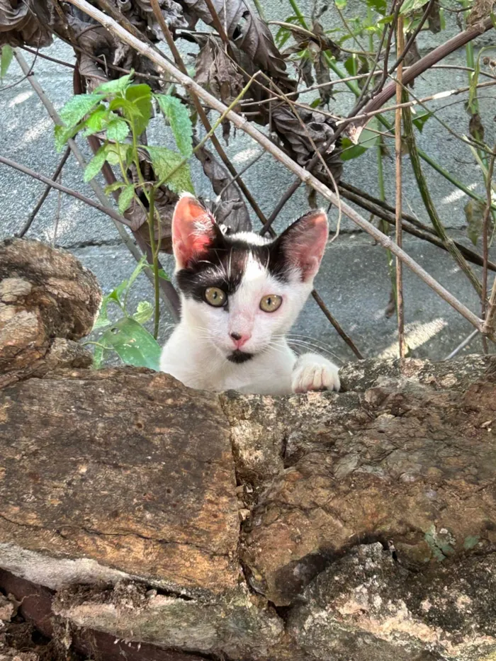 Gato ra a SRD-ViraLata idade 7 a 11 meses nome Maya