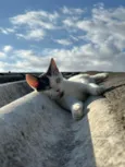 Maya