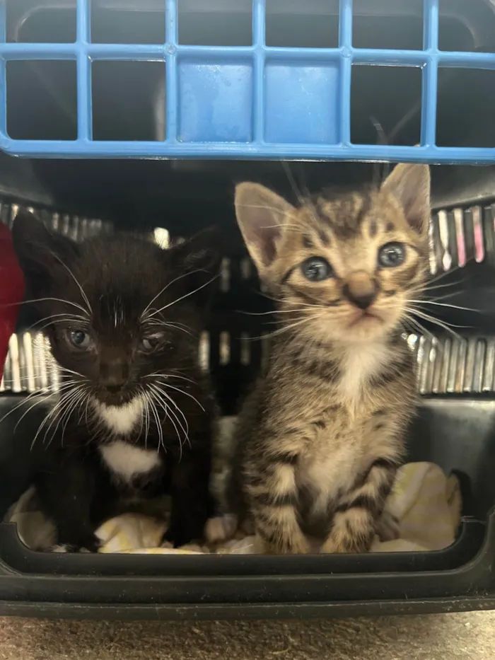 Gato ra a SRD-ViraLata idade Abaixo de 2 meses nome Sem nome ainda 