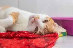 Gato raça SRD-ViraLata idade 2 anos nome Lazaro