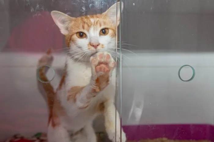 Gato ra a SRD-ViraLata idade 2 anos nome Lazaro