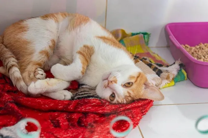 Gato ra a SRD-ViraLata idade 2 anos nome Lazaro
