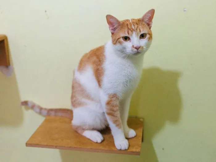 Gato ra a SRD-ViraLata idade 2 anos nome Lazaro