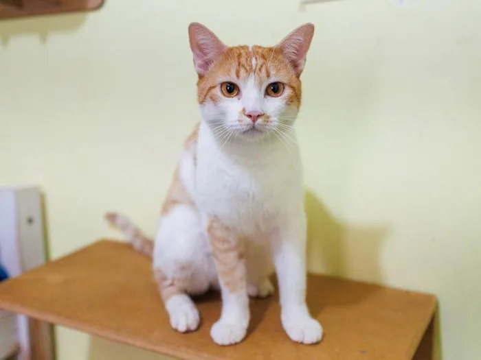 Gato ra a SRD-ViraLata idade 2 anos nome Lazaro