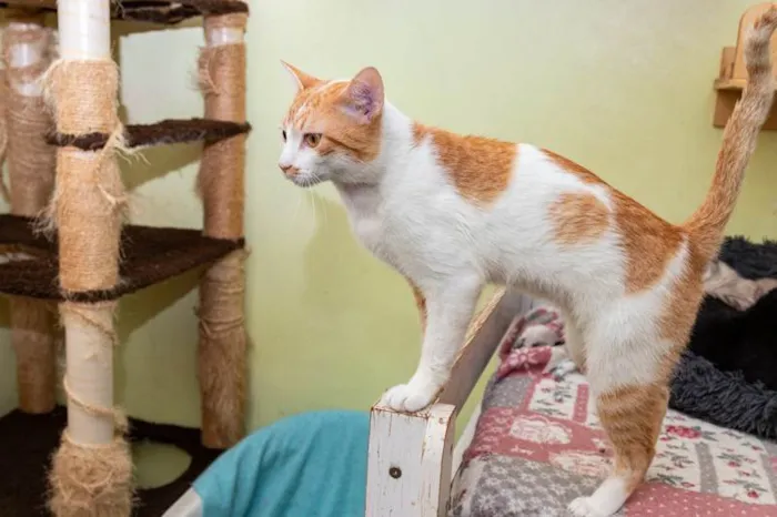 Gato ra a SRD-ViraLata idade 2 anos nome Lazaro