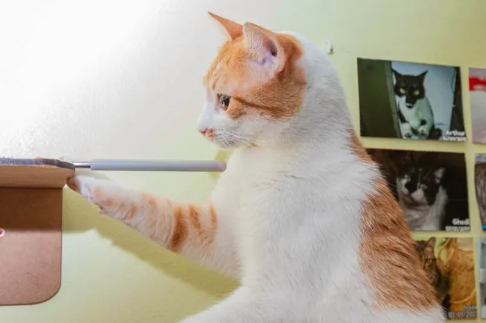 Gato ra a SRD-ViraLata idade 2 anos nome Lazaro