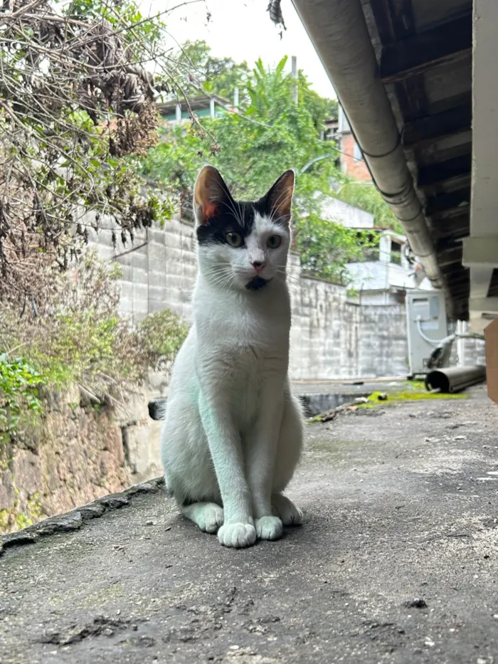 Gato ra a SRD-ViraLata idade 7 a 11 meses nome Maya