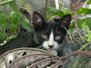 Gato raça SRD-ViraLata idade 7 a 11 meses nome Bruce