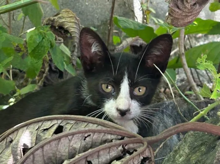 Gato ra a SRD-ViraLata idade 7 a 11 meses nome Bruce