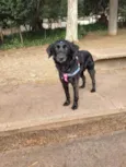 Pretinha