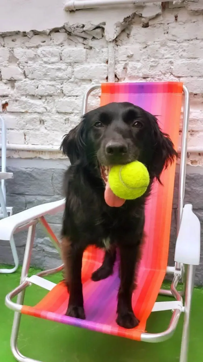 Cachorro ra a SRD-ViraLata idade 3 anos nome Pretinha