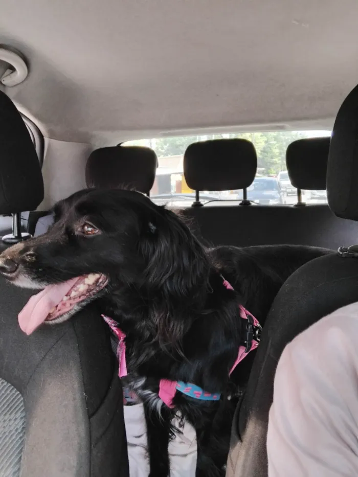 Cachorro ra a SRD-ViraLata idade 3 anos nome Pretinha