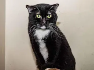 Gato raça SRD-ViraLata idade 3 anos nome Luke