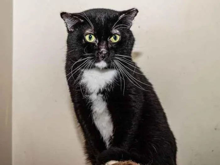 Gato ra a SRD-ViraLata idade 3 anos nome Luke