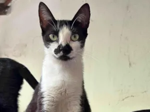 Gato raça SRD-ViraLata idade 1 ano nome Bigodinha 