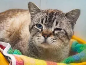 Gato raça SRD-ViraLata idade 2 anos nome Emilio
