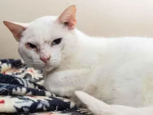 Gato raça SRD-ViraLata idade 5 anos nome Jethro