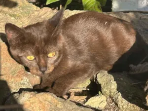 Gato raça SRD-ViraLata idade 2 a 6 meses nome Brownie