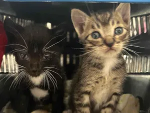 Gato raça SRD-ViraLata idade Abaixo de 2 meses nome Sem nome ainda 