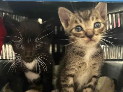 Gato raça SRD-ViraLata idade Abaixo de 2 meses nome Sem nome ainda 