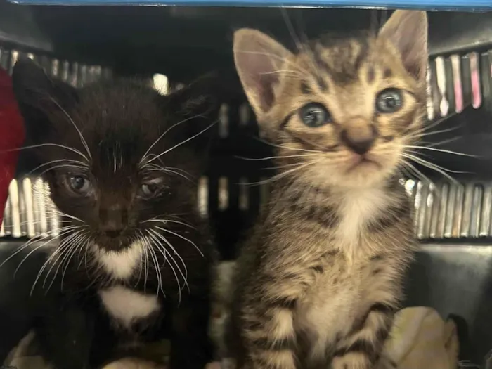 Gato ra a SRD-ViraLata idade Abaixo de 2 meses nome Sem nome ainda 