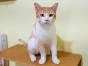 Gato raça SRD-ViraLata idade 2 anos nome Lazaro